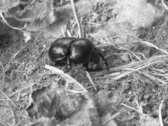 Artischock/Pluto Artischock04