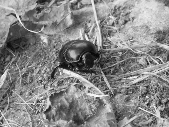 Artischock/Pluto Artischock05