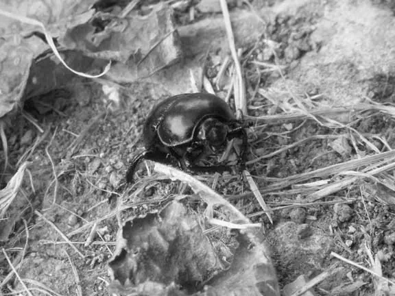 Artischock/Pluto Artischock06