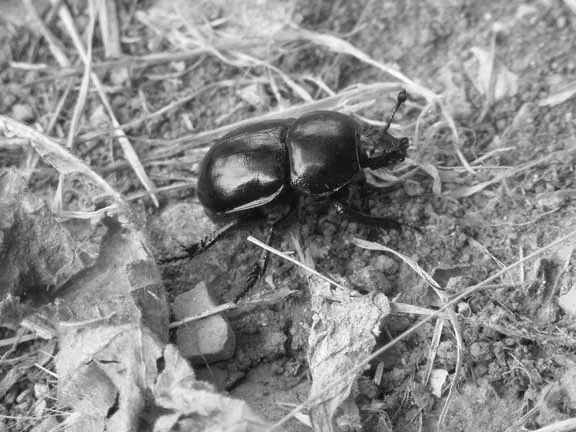 Artischock/Pluto Artischock07