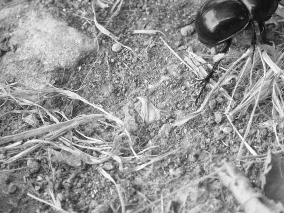 Artischock/Pluto Artischock08